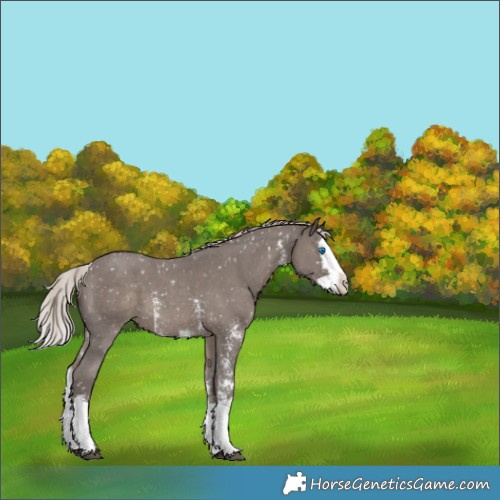 Horse Color:Silver Black Sabino Splash Appaloosa 