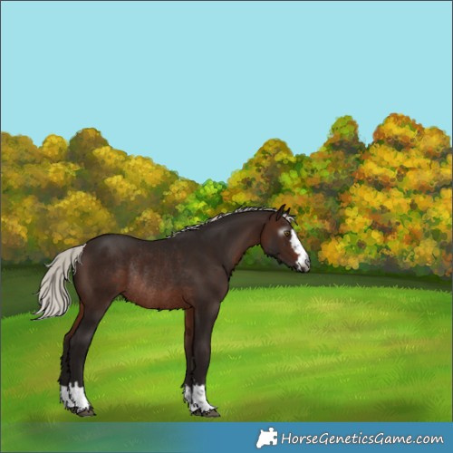 Horse Color:Gray Silver Bay Rabicano 