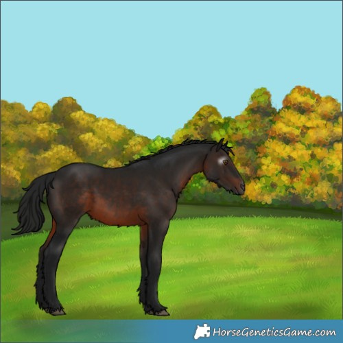 Horse Color:Gray Brown Rabicano 