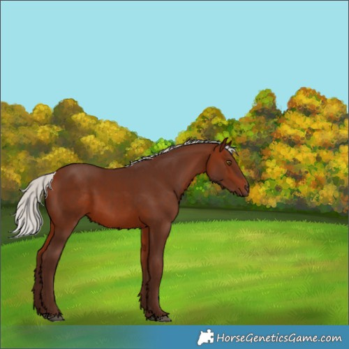 Horse Color:Silver Bay 