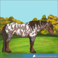 Horse Color:Liver Red Roan Near Leopard 