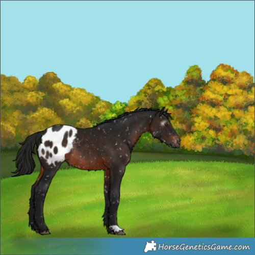 Horse Color:Gray Brown Appaloosa Rabicano 