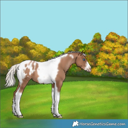 Horse Color:Silver Black Pearl Tobiano Frame Appaloosa 