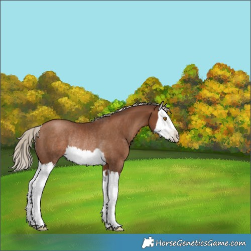 Horse Color:Gray Silver Black Pearl Splash Rabicano 