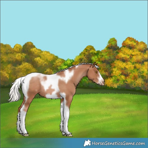 Horse Color:Silver Black Pearl Tobiano Frame Appaloosa Rabicano 