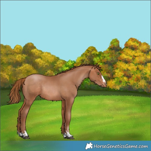 Horse Color:Brown Pearl Varnish Rabicano 