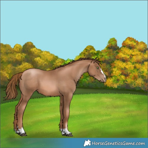 Horse Color:Liver Chestnut Pearl 