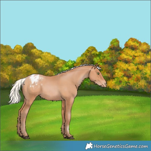 Horse Color:Silver Bay Pearl Appaloosa Rabicano 
