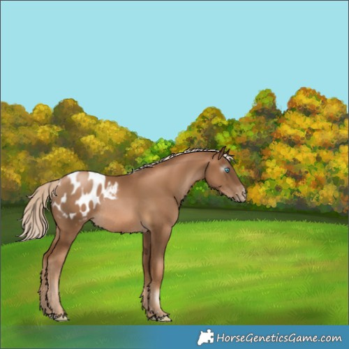 Horse Color:Gray Chocolate Palomino Pearl Appaloosa Rabicano 