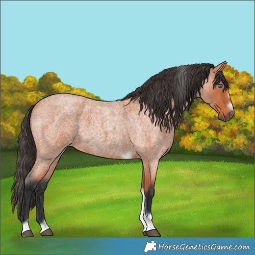 Horse Color:Unknown 