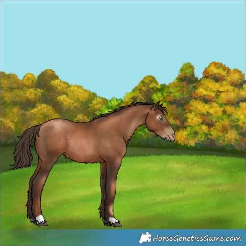 Horse Color:Gray Liver Chestnut Pearl Rabicano 