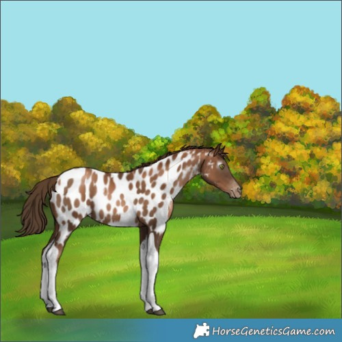 Horse Color:Gray Liver Chestnut Pearl Tobiano Near Leopard Rabicano 