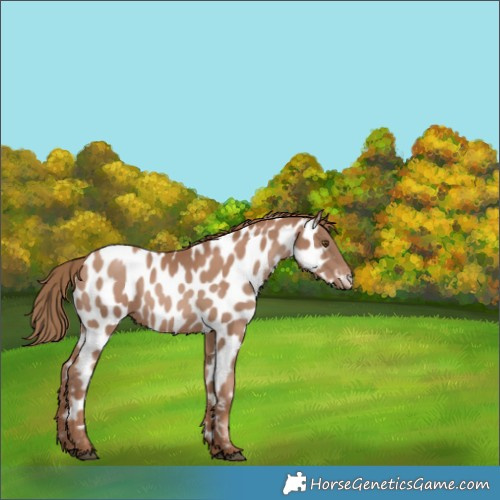 Horse Color:Black Pearl Appaloosa 