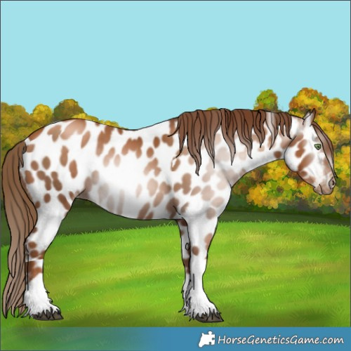 Horse Color:Gray Chestnut Pearl Tobiano Near Leopard 