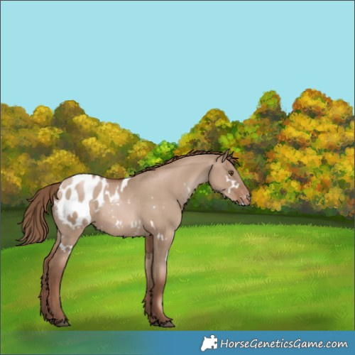 Horse Color:White Spotted Grullo Pearl Appaloosa Rabicano 