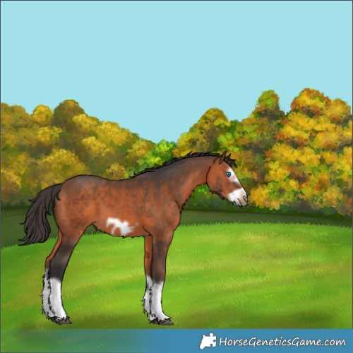 Horse Color:Bay Splash Frame 