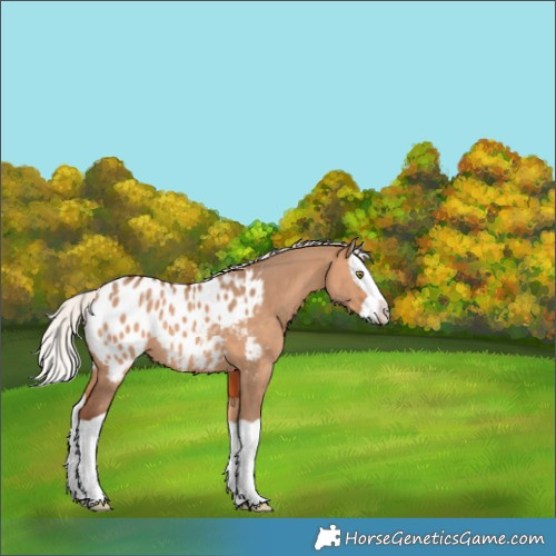 Horse Color:Silver Bay Dun Splash Appaloosa Rabicano 