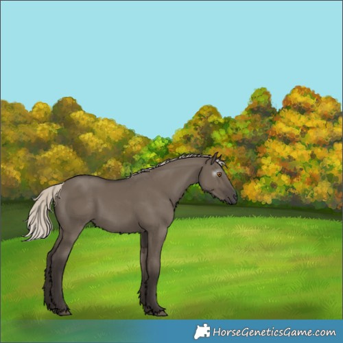 Horse Color:Gray Silver Grullo Rabicano 