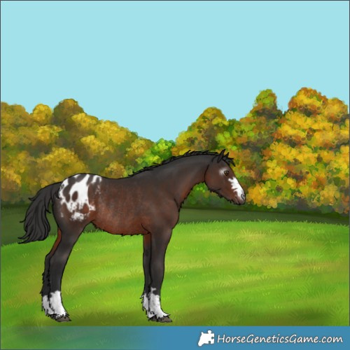 Horse Color:Gray Liver Chestnut Appaloosa Rabicano 