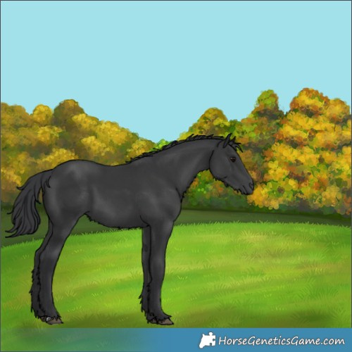 Horse Color:Black 