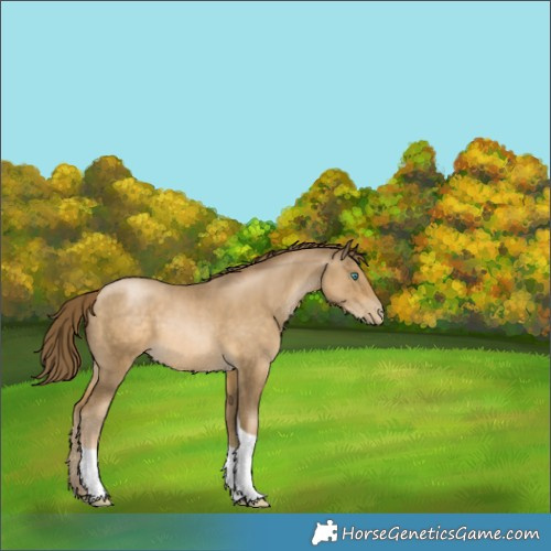 Horse Color:Smoky Black Pearl Tobiano 