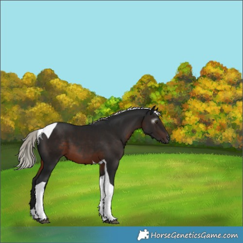 Horse Color:Gray Silver Brown Tobiano 