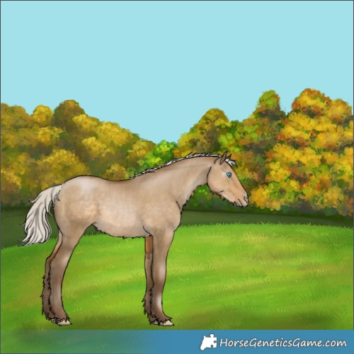 Horse Color:Gray Silver Smoky Grullo Pearl Rabicano 