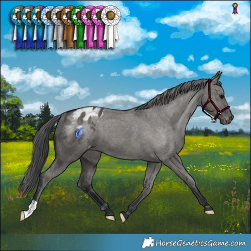 Horse Color:Grullo Varnish Brindle