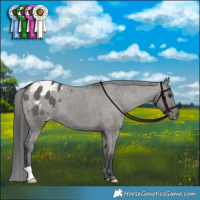 Horse Color:Grullo Appaloosa Brindle 