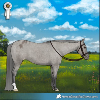 Horse Color:Grullo Appaloosa Brindle 