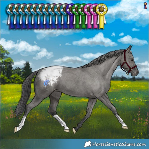 Horse Color:Grullo Varnish Brindle 