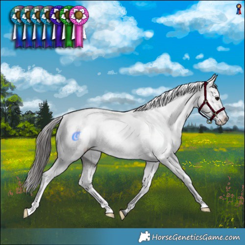 Horse Color:Grullo Appaloosa Brindle 