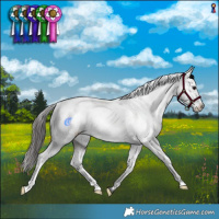 Horse Color:Grullo Appaloosa Brindle 