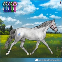 Horse Color:Grullo Appaloosa Brindle 