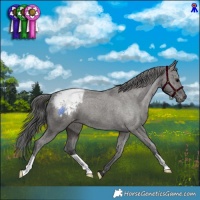 Horse Color:Grullo Appaloosa Brindle