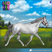 Horse Color:Grullo Appaloosa Brindle 
