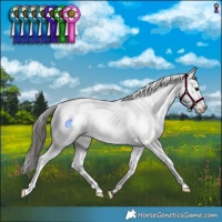 Horse Color:Grullo Appaloosa Brindle