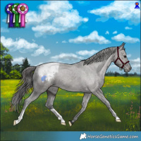Horse Color:Grullo Appaloosa Brindle