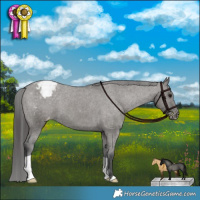 Horse Color:Grullo Appaloosa Brindle 