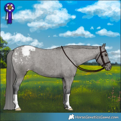 Horse Color:Grullo Appaloosa Brindle