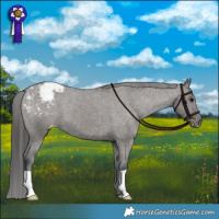 Horse Color:Grullo Appaloosa Brindle 