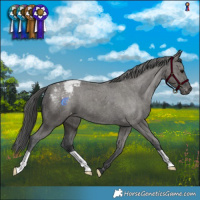 Horse Color:Grullo Varnish Brindle 