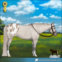 Horse Color:Liver Red Dun Appaloosa Brindle 