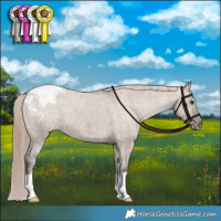 Horse Color:Liver Red Dun Appaloosa Brindle 