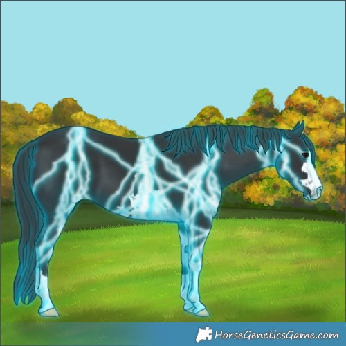 Horse Color:Thunderstruck Black