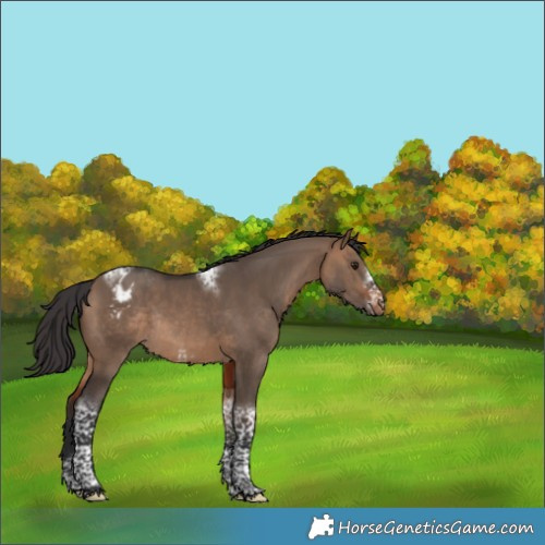 Horse Color:Brown Dun Tobiano Frame Appaloosa Rabicano 