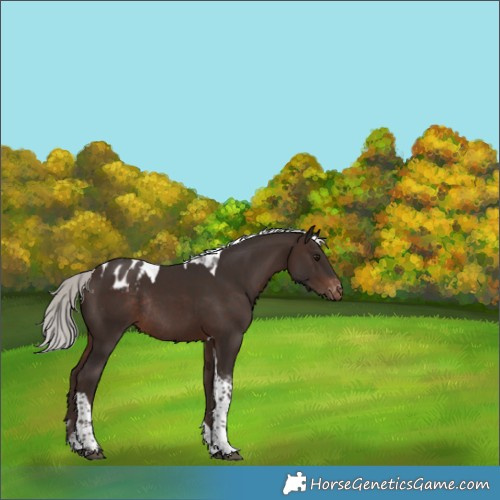 Horse Color:Silver Brown Tobiano Appaloosa Rabicano 