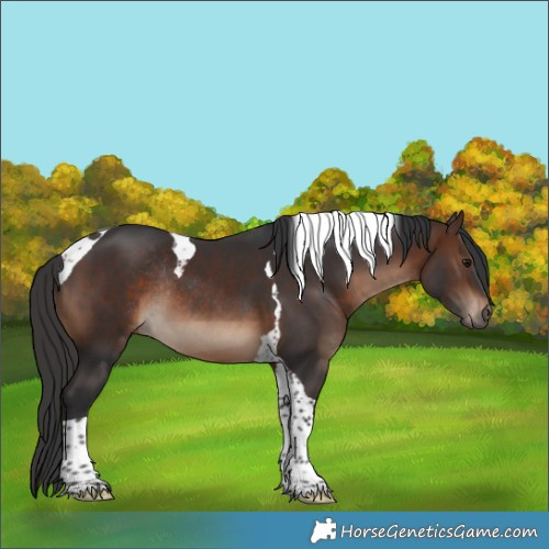 Horse Color:Brown Tobiano Rabicano 