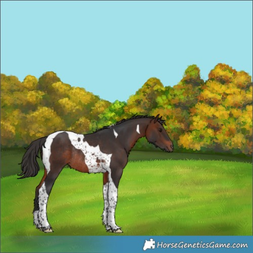 Horse Color:Brown Tobiano Rabicano 