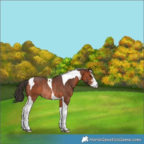 Horse Color:Bay Sabino Tobiano Rabicano 